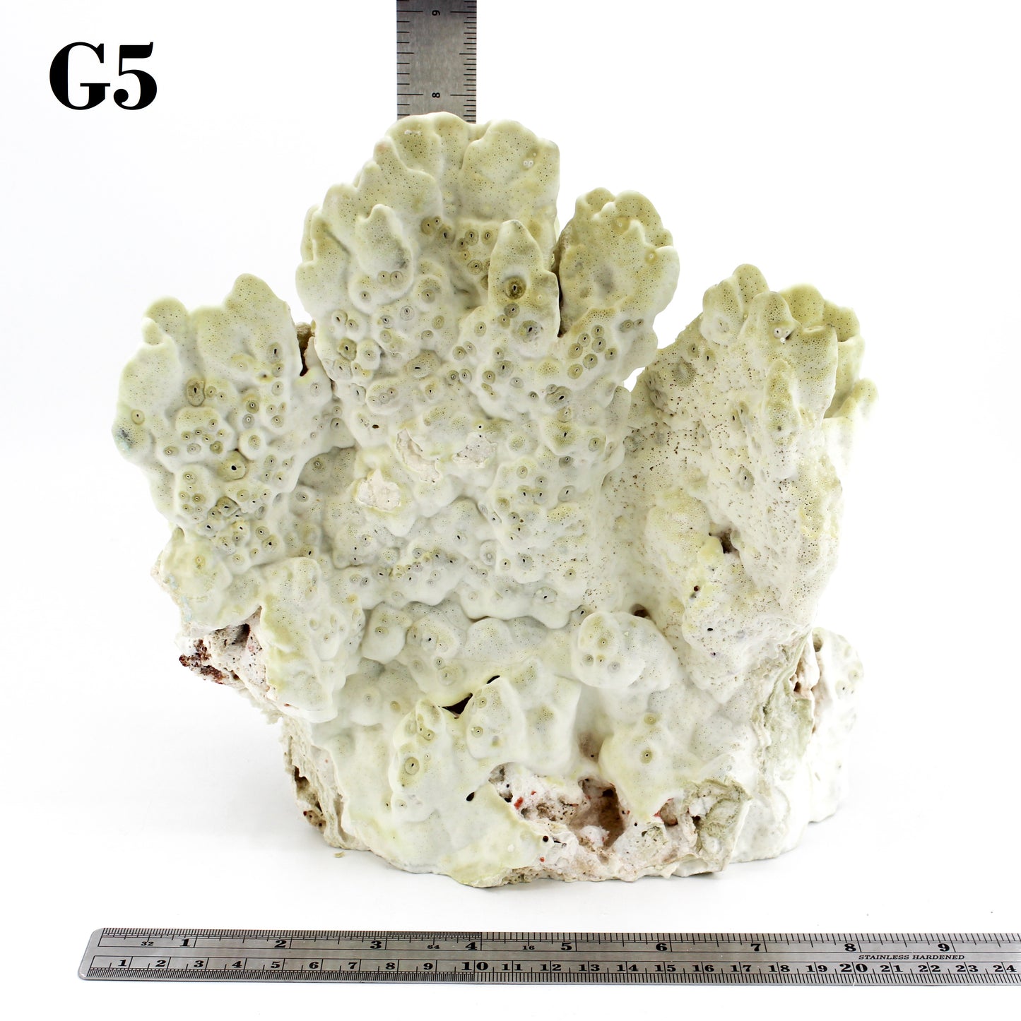 Fire Slab Coral 7-10"
