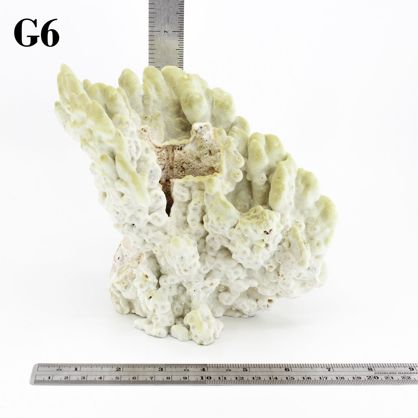 Fire Slab Coral 7-10"