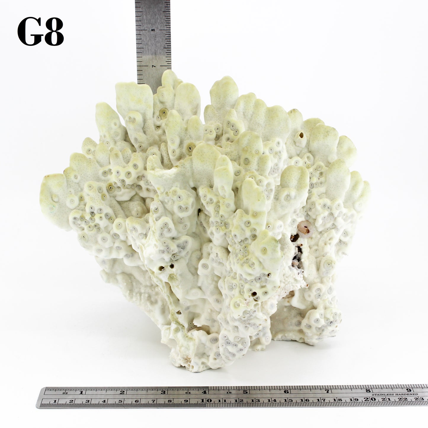 Fire Slab Coral 7-10"