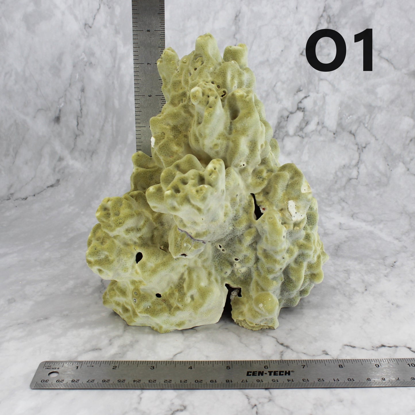 Fire Slab Coral 7-10"