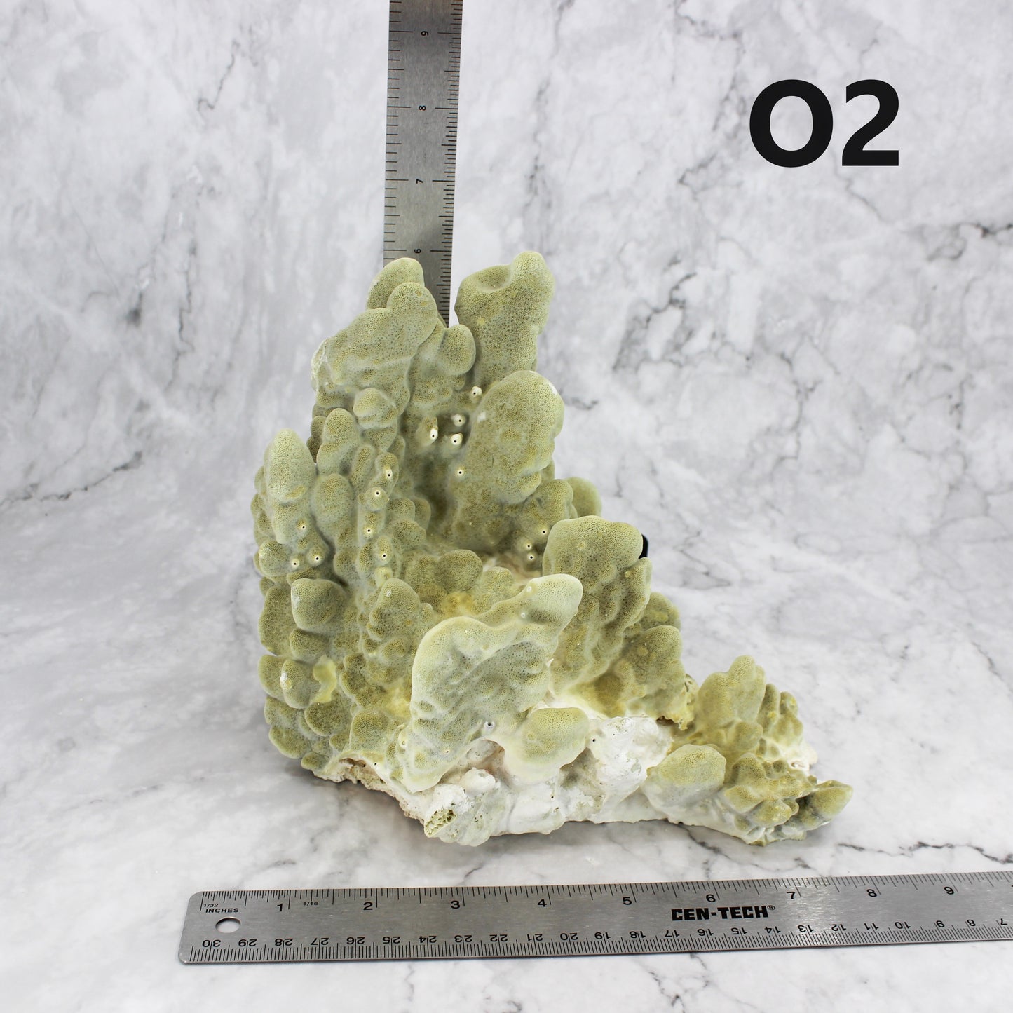 Fire Slab Coral 7-10"