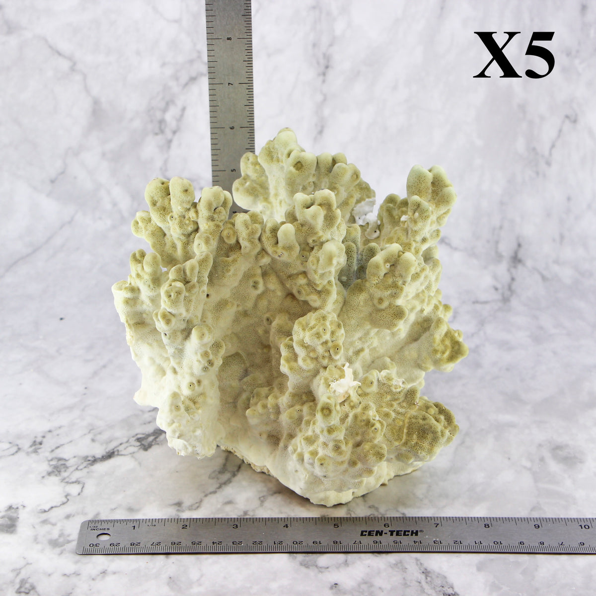 Fire Slab Coral 7-10"
