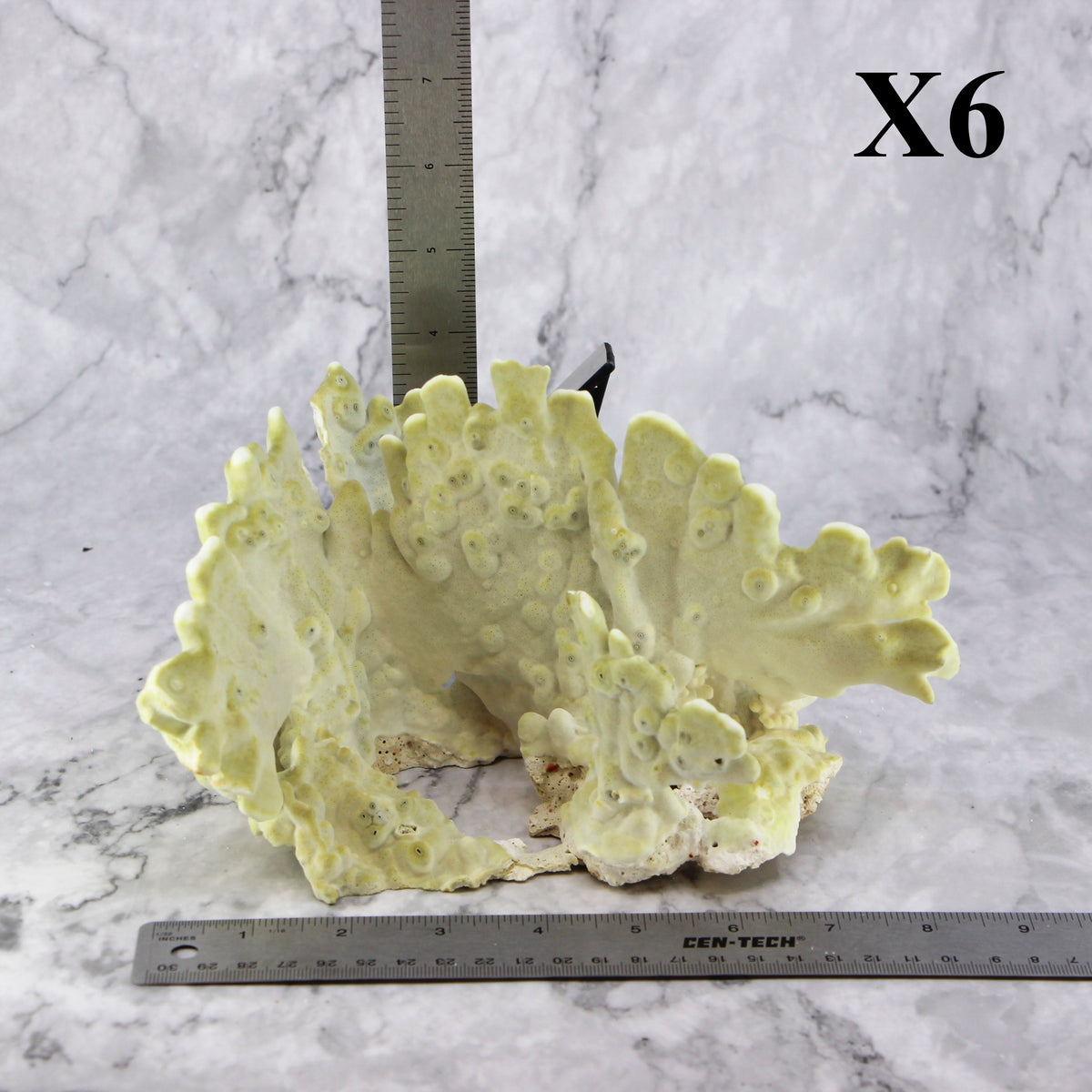 Fire Slab Coral 7-10"
