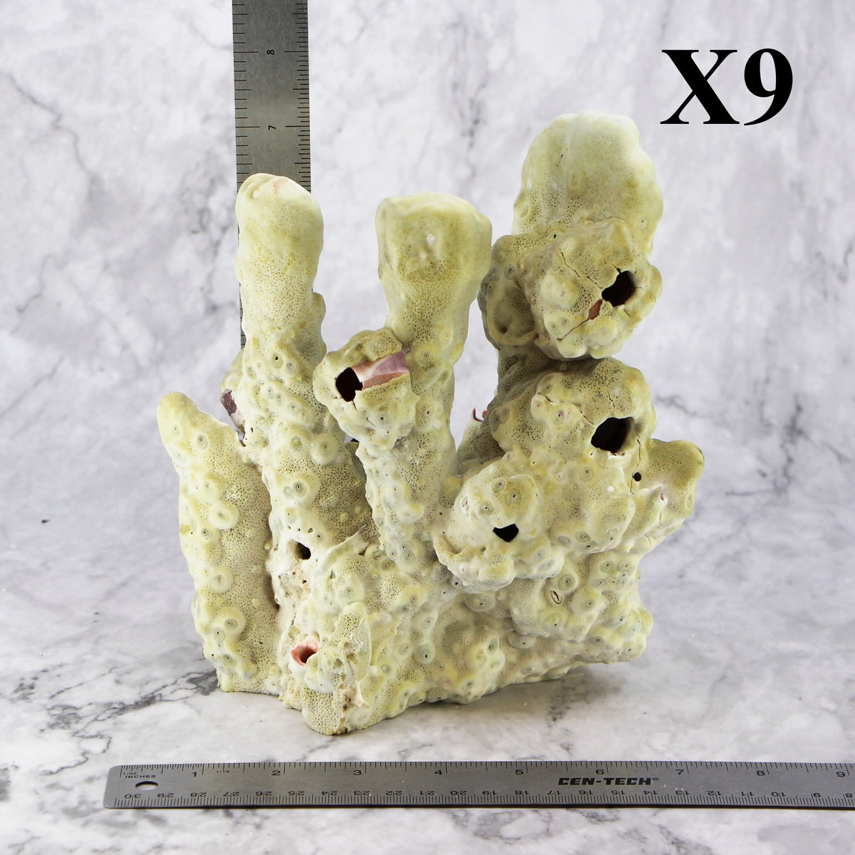 Fire Slab Coral 7-10"