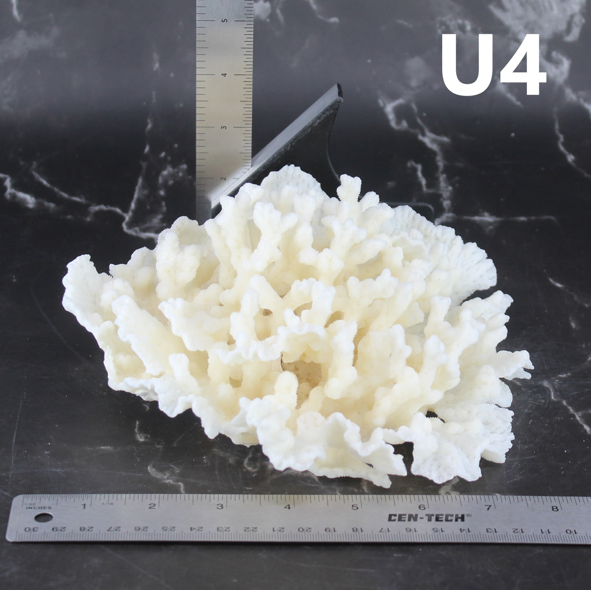 Merulina Coral 7-10"