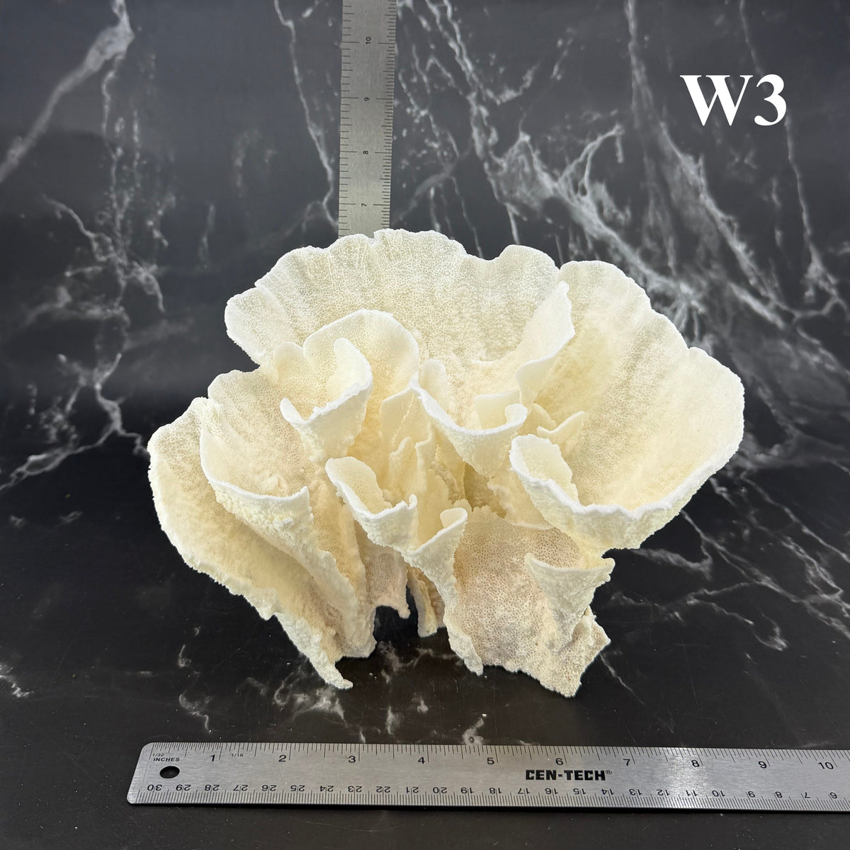 Poca Coral 7-10"