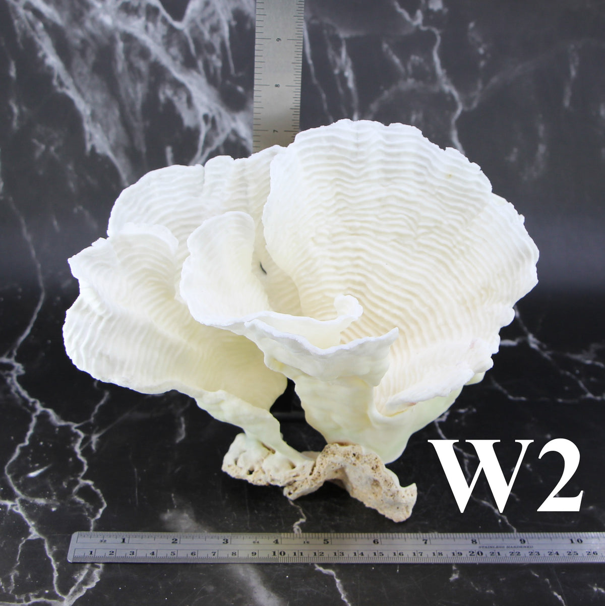 Rugosa Coral 7-10"