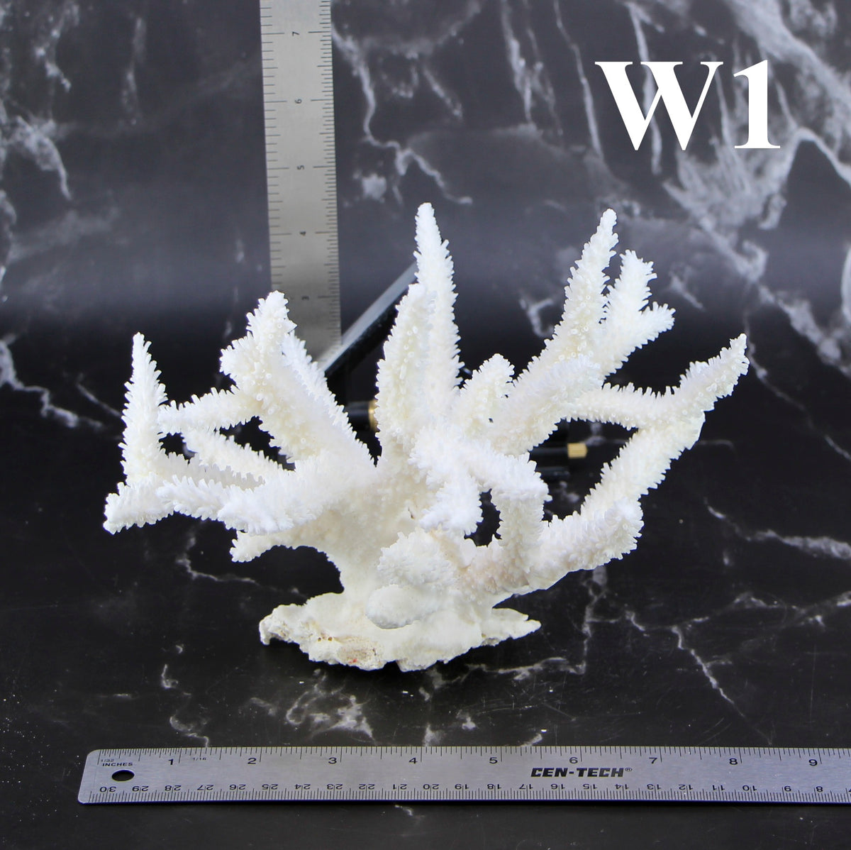 Staghorn Coral 7-10"