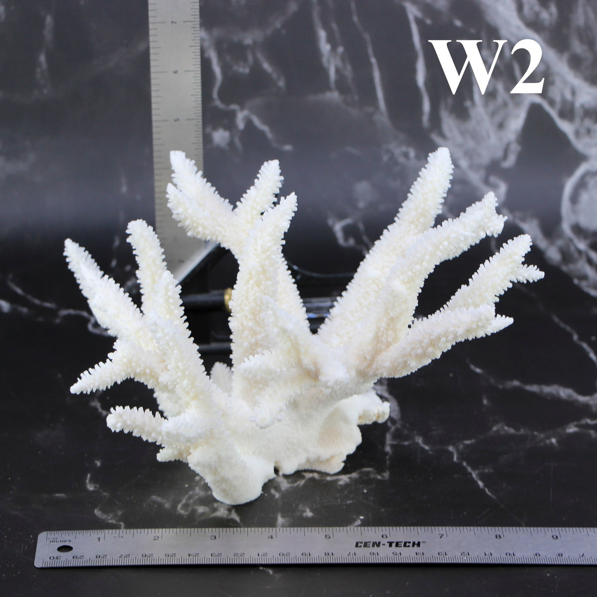 Staghorn Coral 7-10"