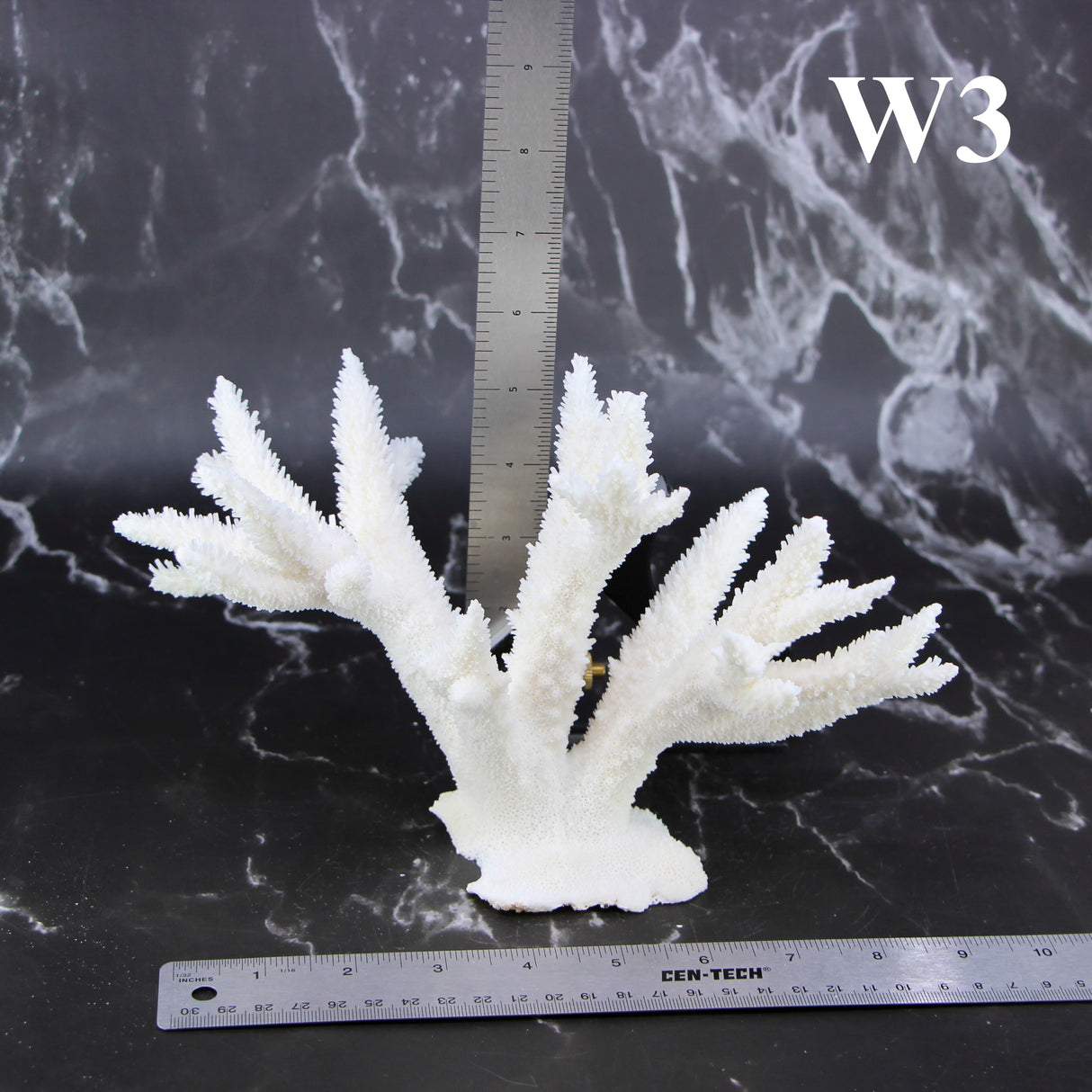 Staghorn Coral 7-10"