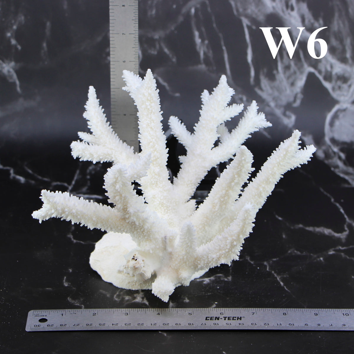 Staghorn Coral 7-10"