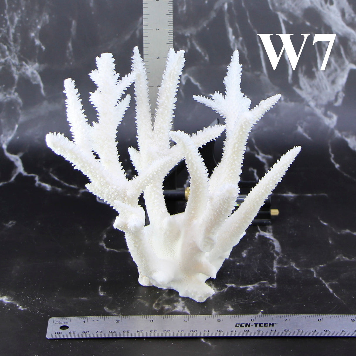 Staghorn Coral 7-10"