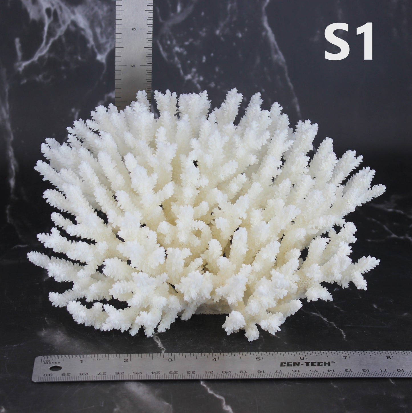 Table Coral 7-10"