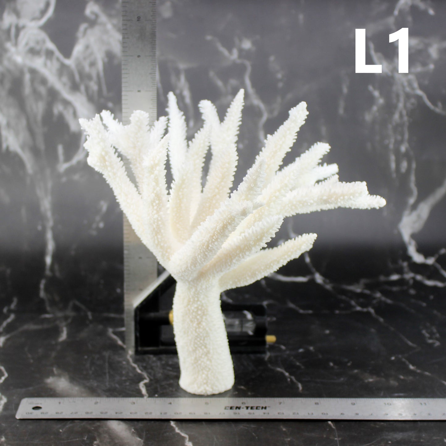 Staghorn Coral 7-10"