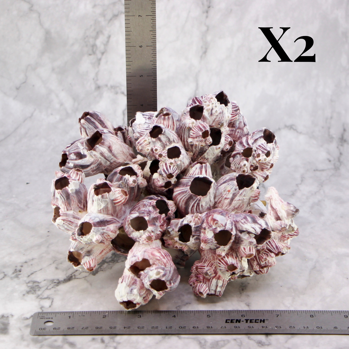 Barnacles 7-10"