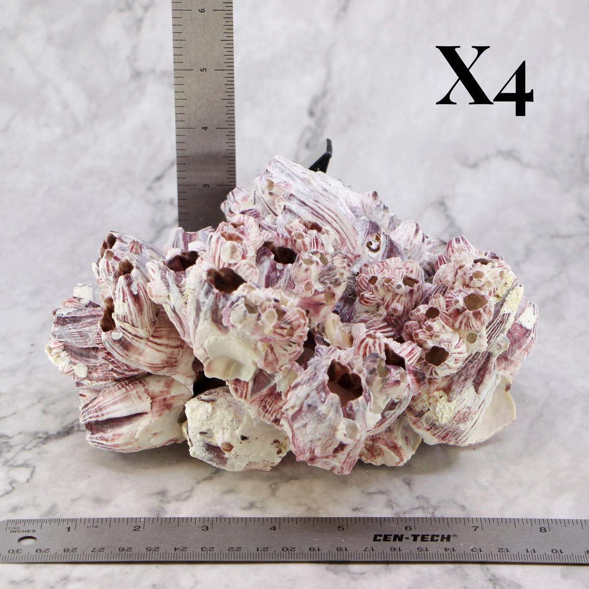 Barnacles 7-10"