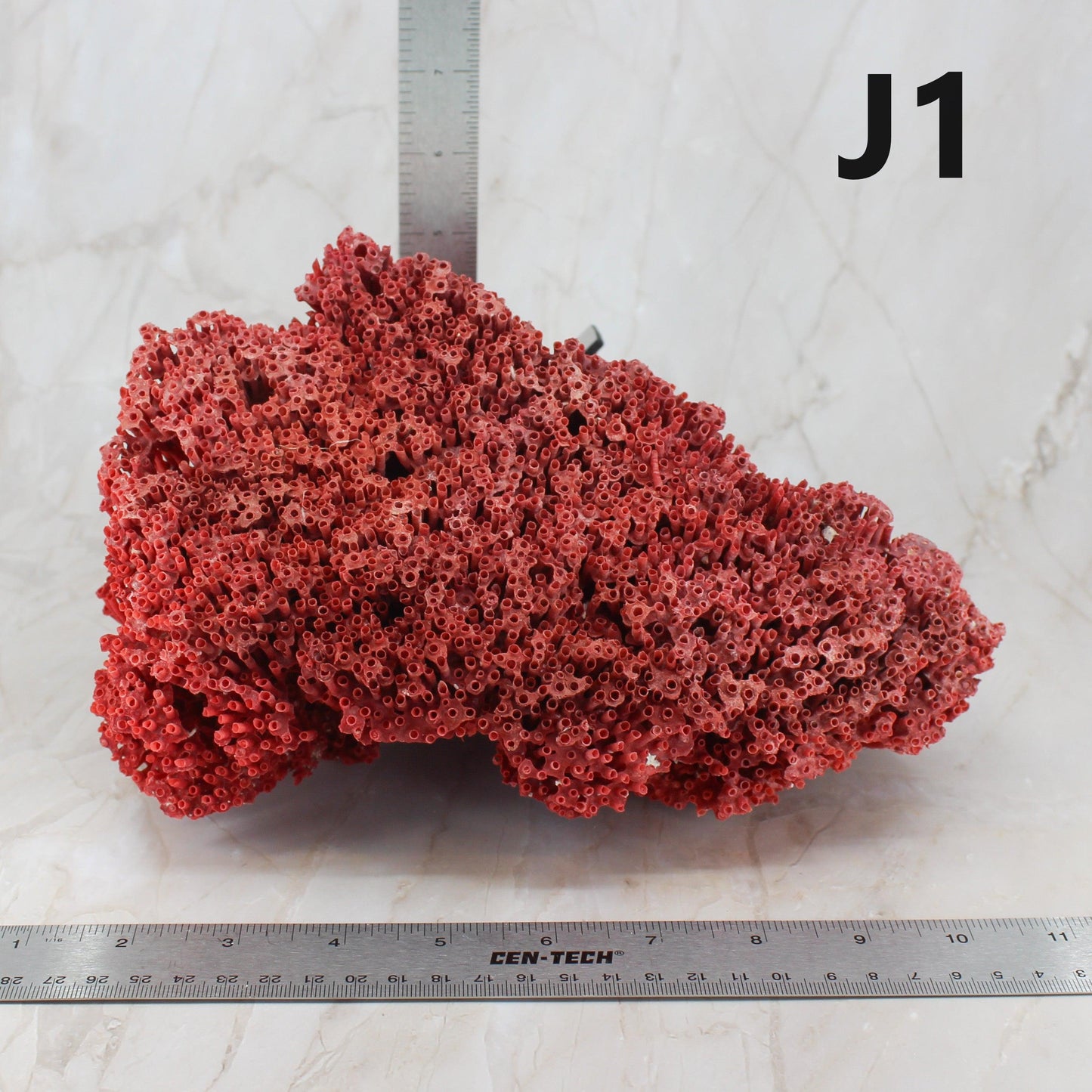 Pipe Organ Coral 7-10"