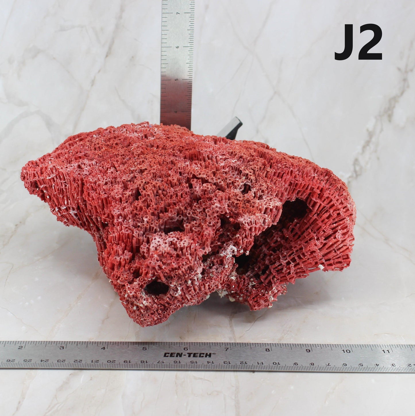 Pipe Organ Coral 7-10"