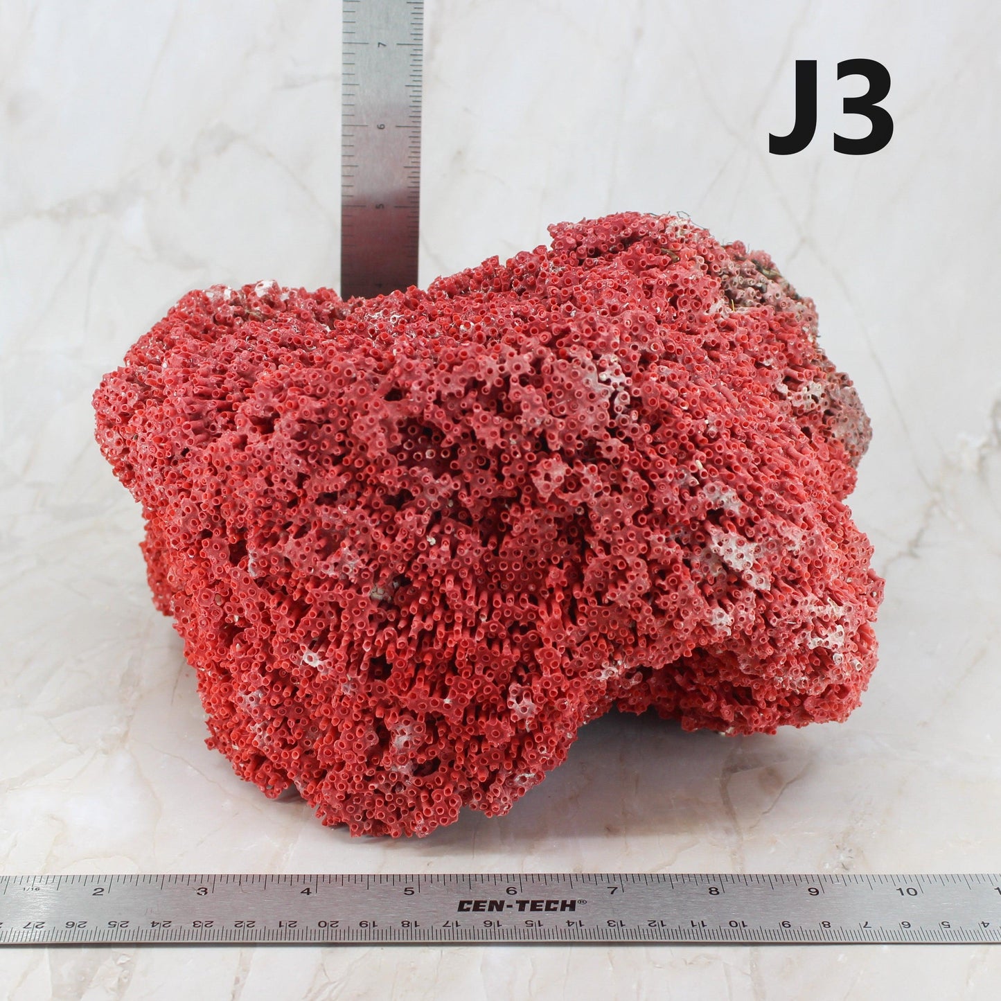 Pipe Organ Coral 7-10"