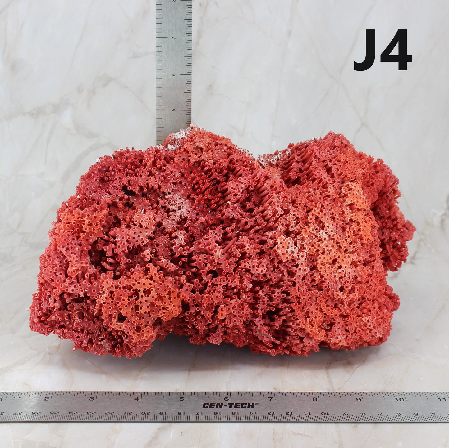 Pipe Organ Coral 7-10"