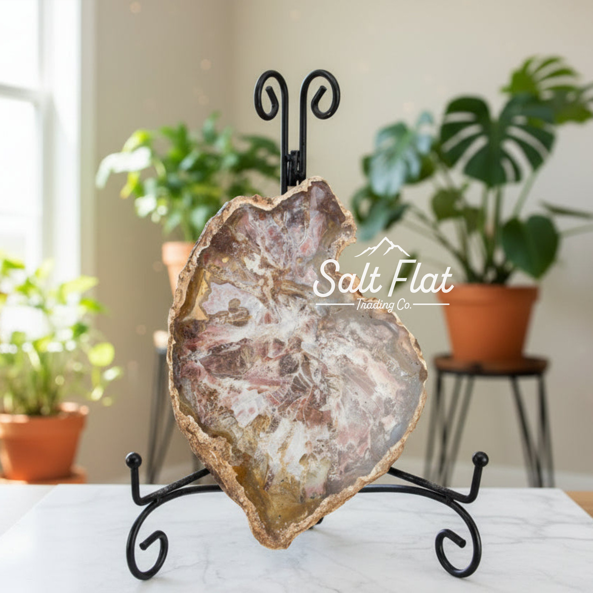 Petrified Wood Slabs 7-10"
