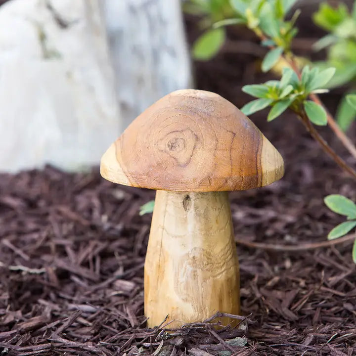 Teak Root Mushrooms