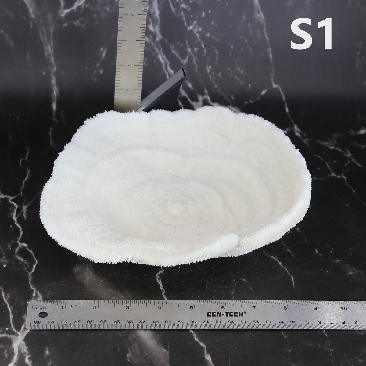 Coral Bowl 8-10"