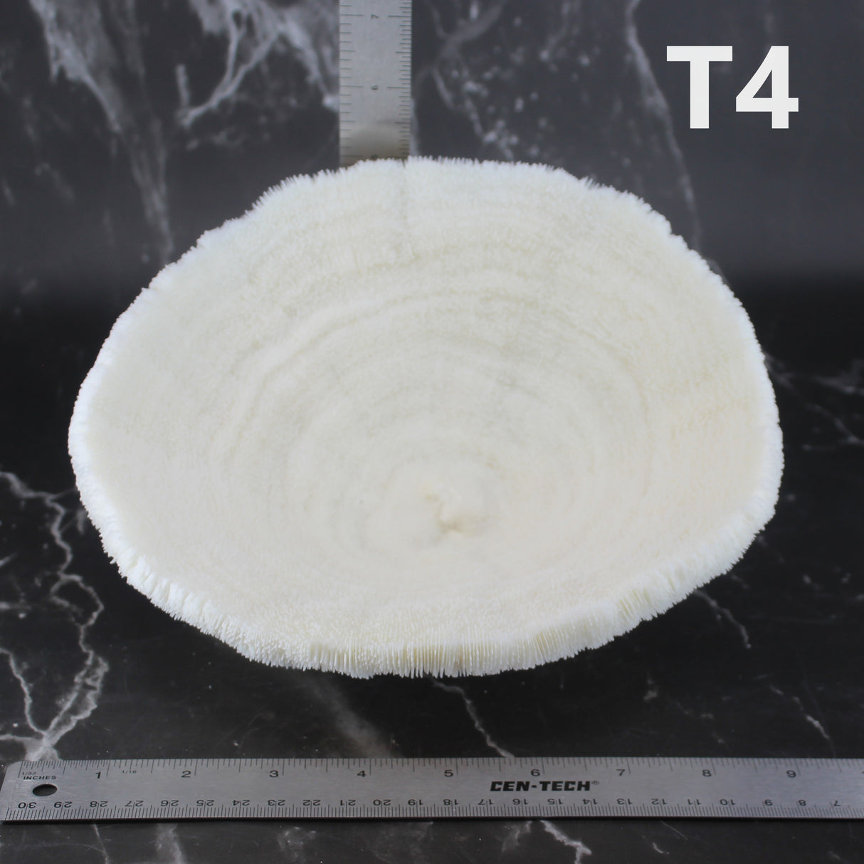 Coral Bowl 8-10"
