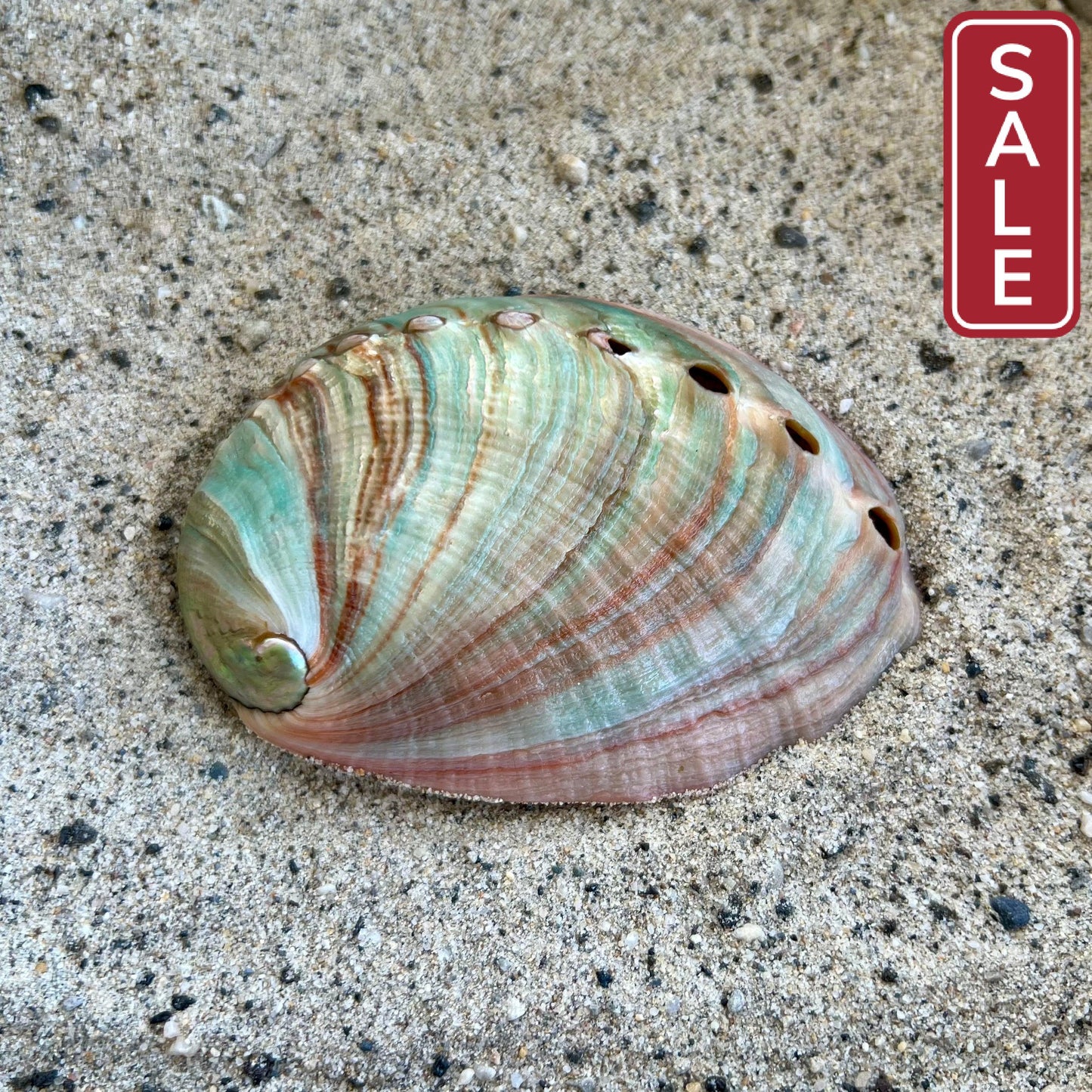 Red Abalone 3-3.5"