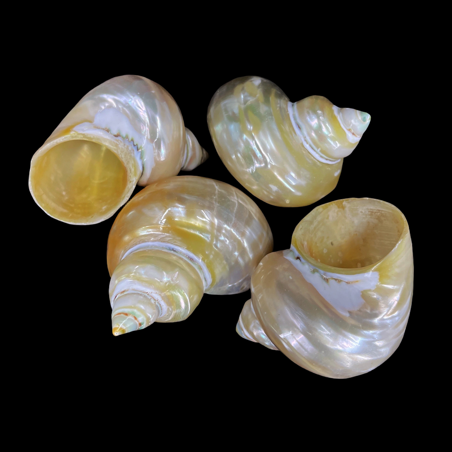 Goldmouth Turbo 1.5-2"