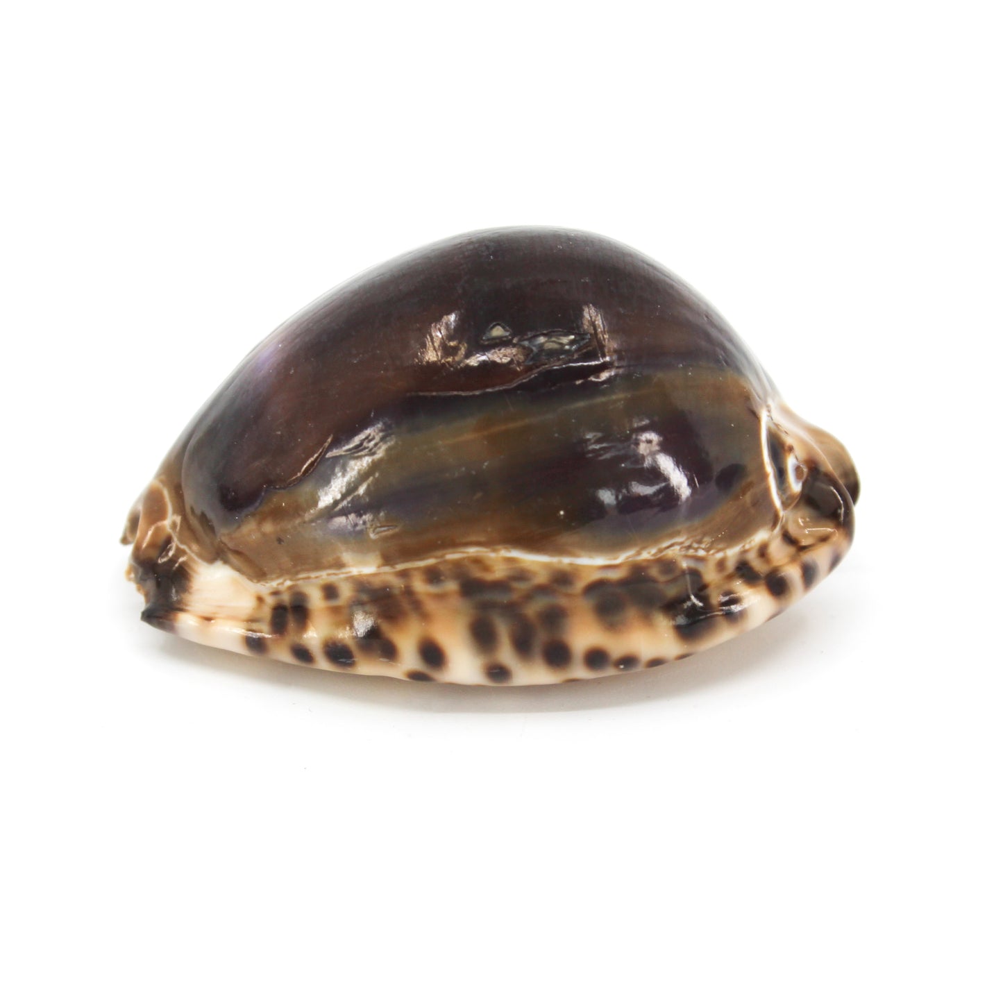 Arabian Cowrie 2-3"