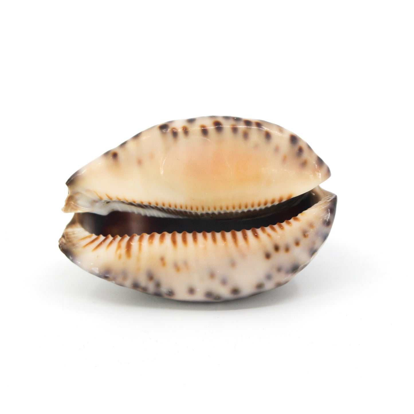Arabian Cowrie 2-3"