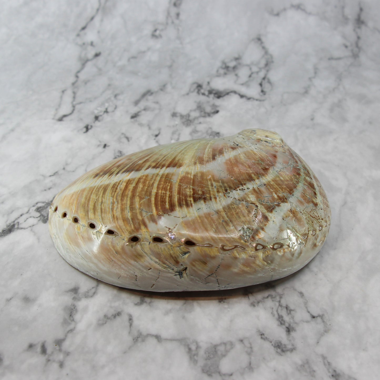 Australian Abalone 6-7"