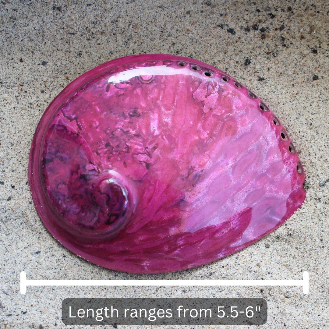 Midas Abalone Polished