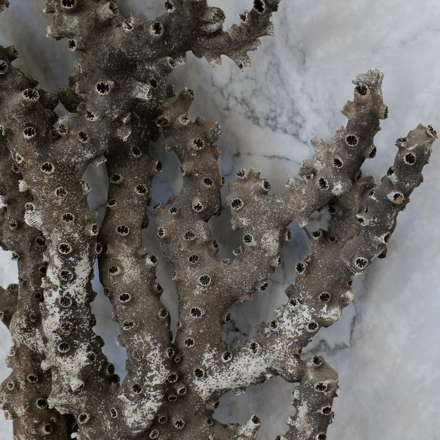 Black Octopus Coral 15-18"