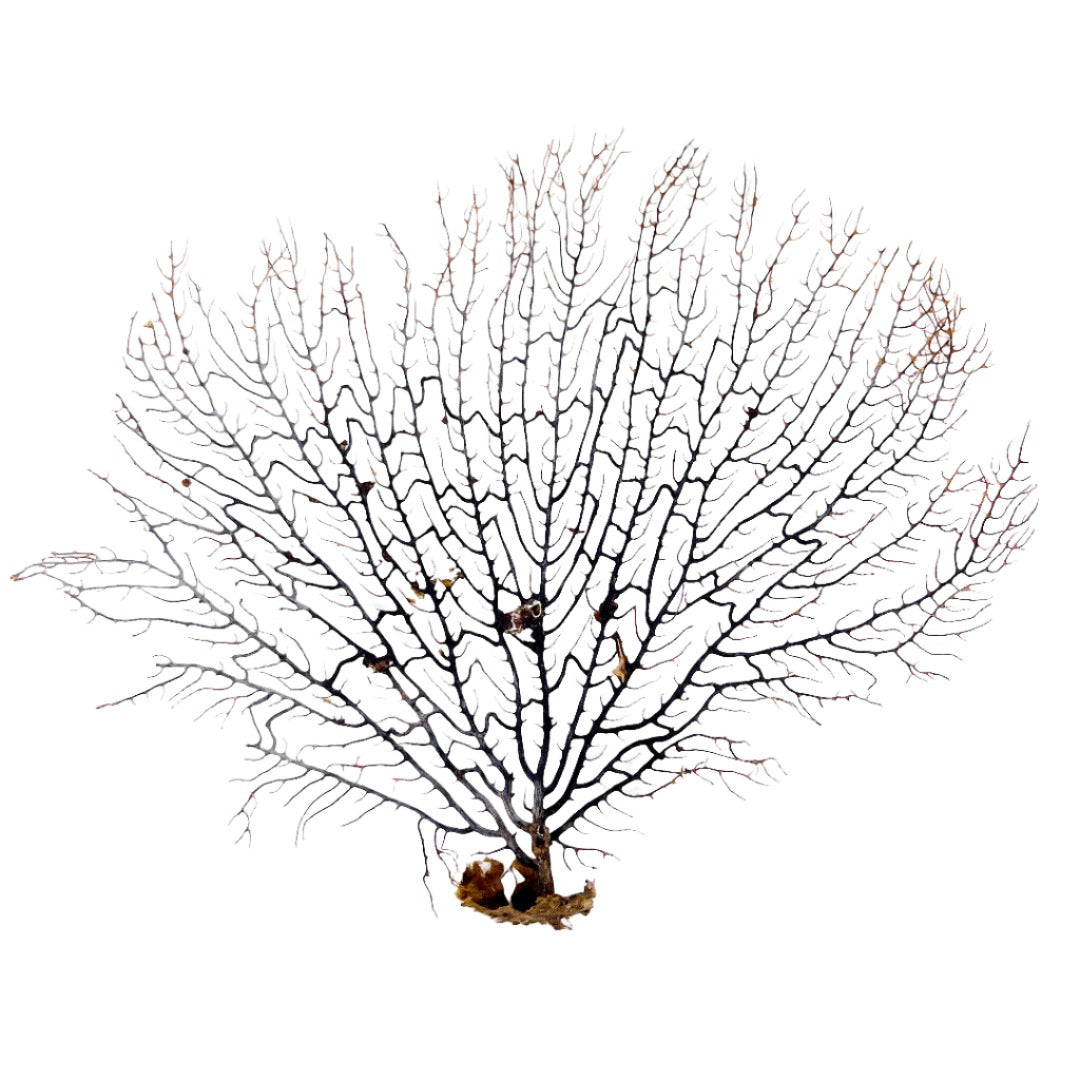 Black Seafan 7-10"
