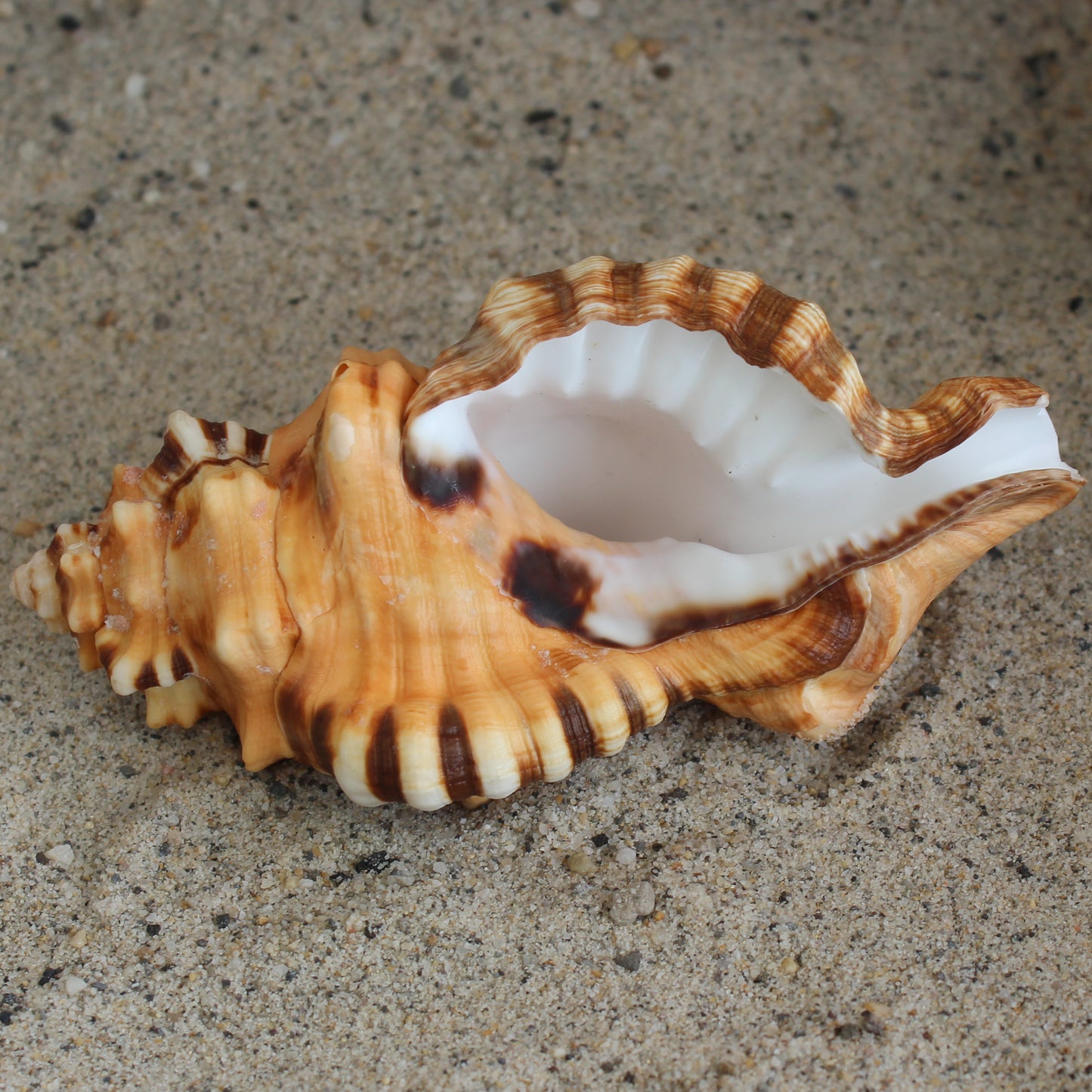 Black Spotted Triton 4.5-6"