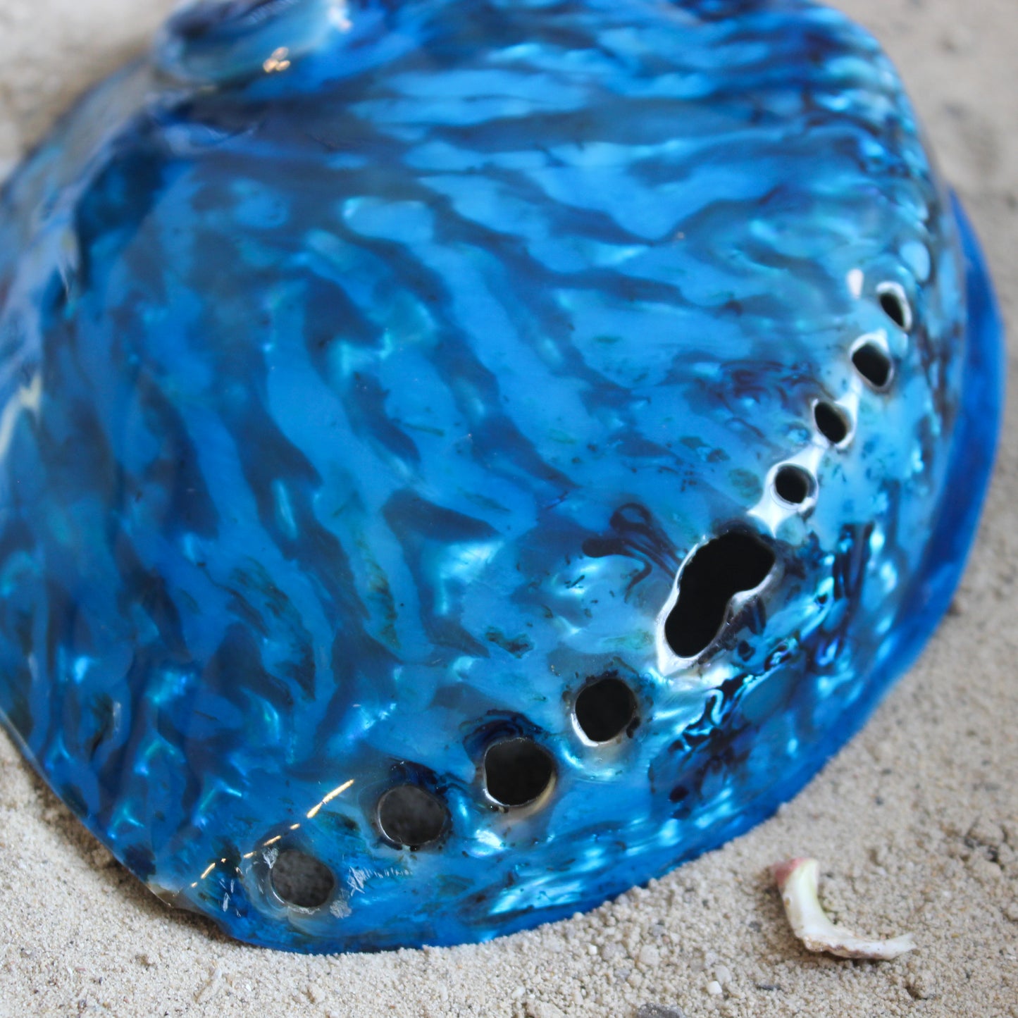 Midas Abalone Polished