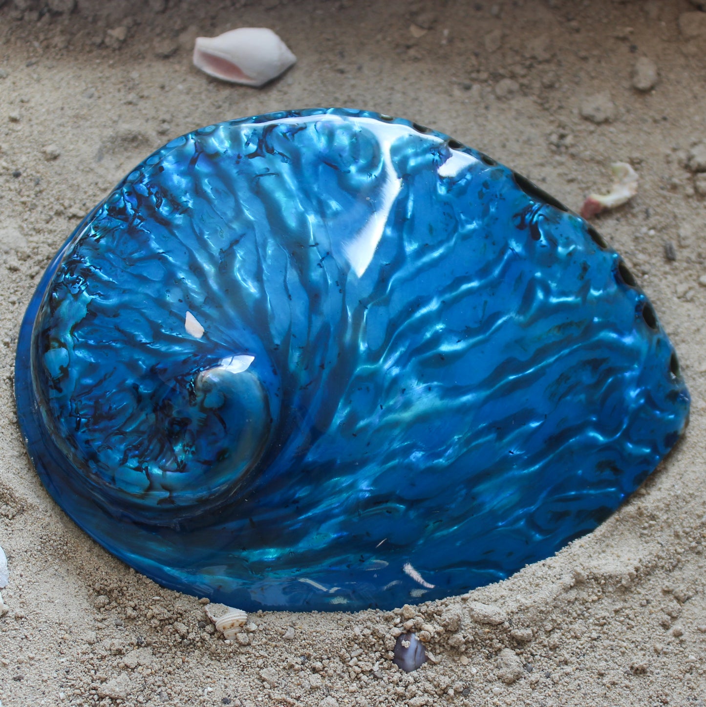 Midas Abalone Polished