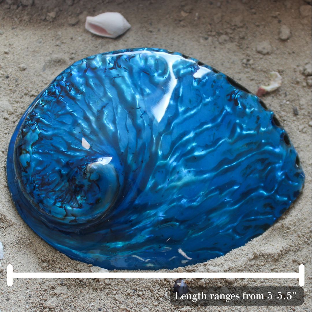 Midas Abalone Polished