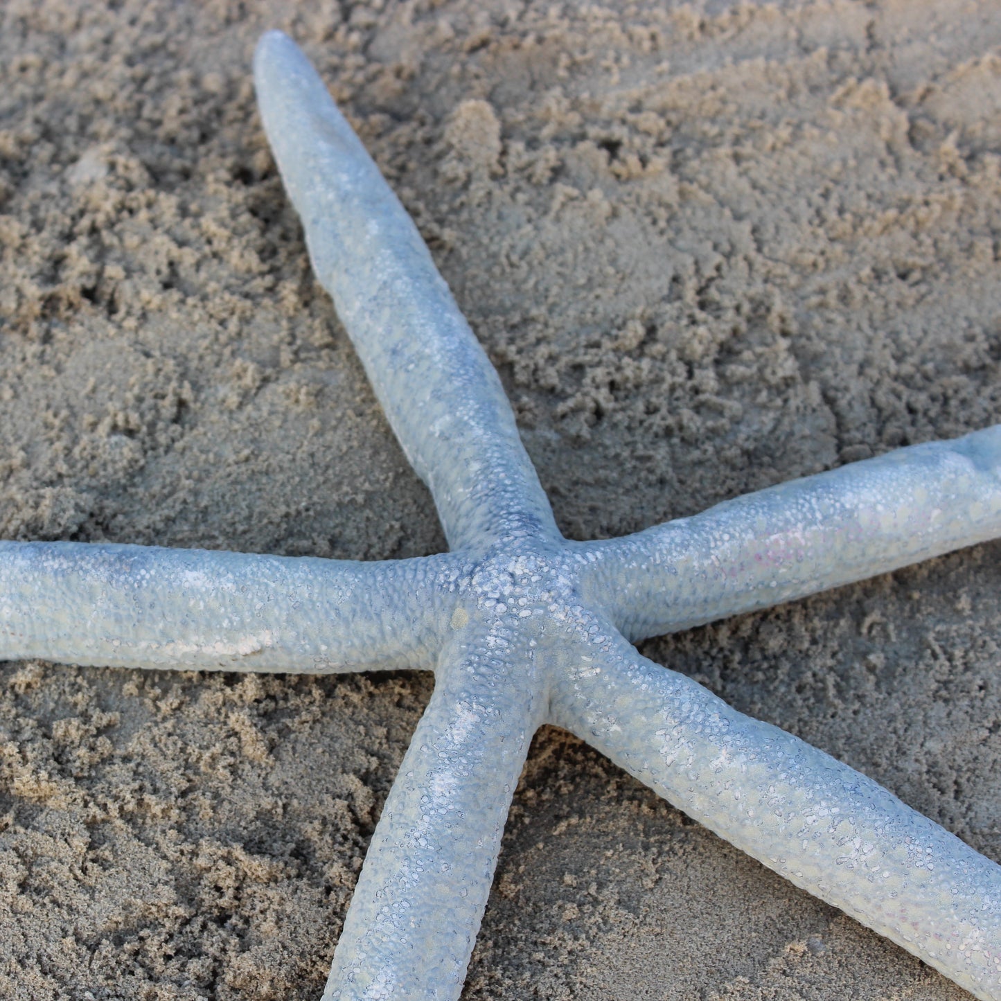 Blue Linkia Star