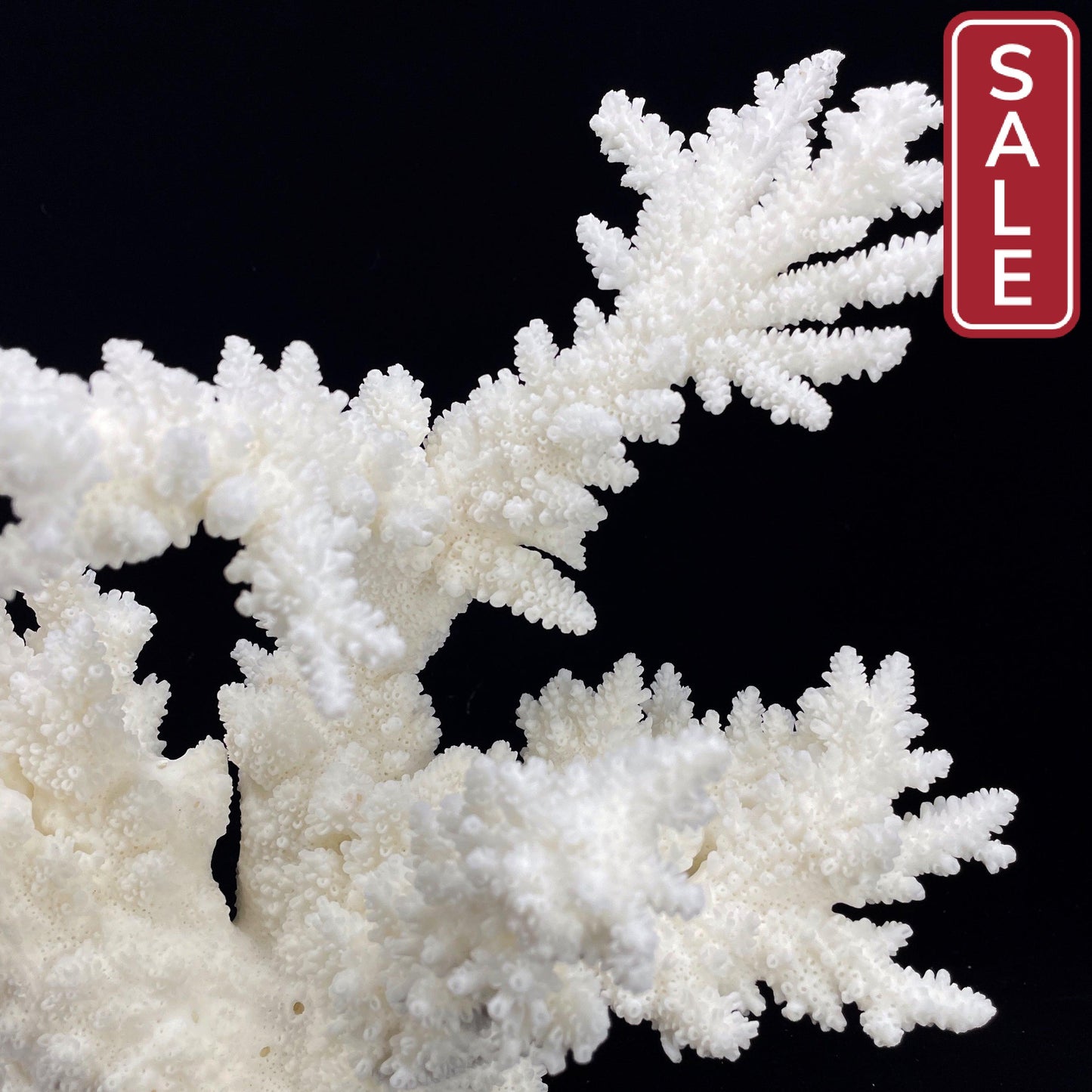 Branch Coral 14-16"