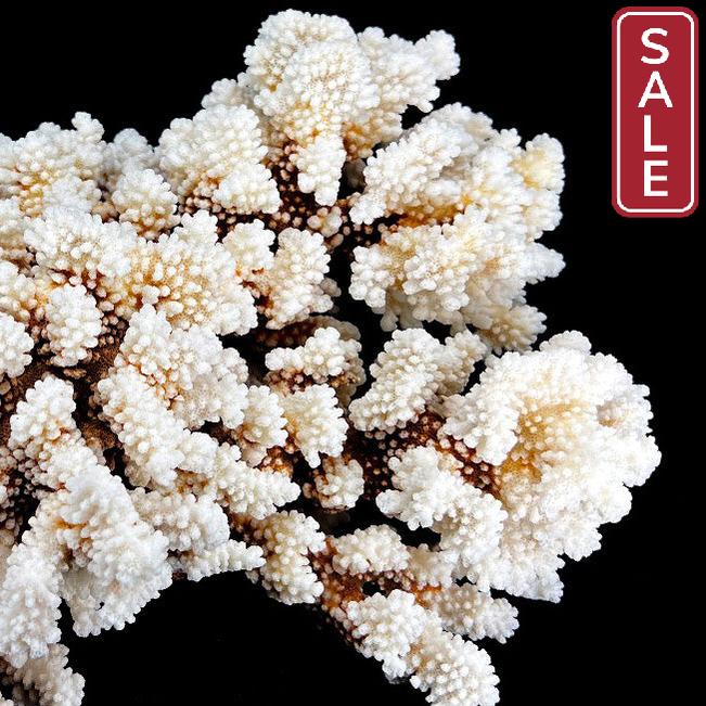 Brownstem Coral 14-18"