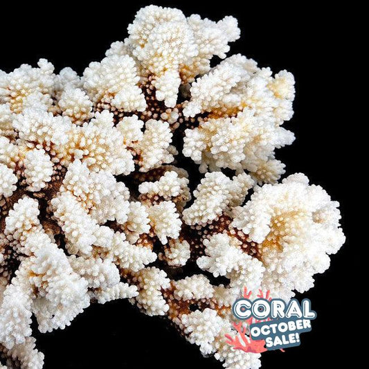 Brownstem Coral 14-18"
