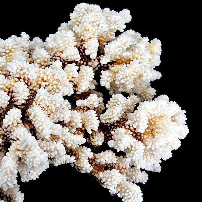 Brownstem Coral 14-18"