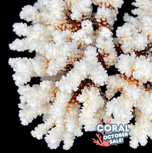 Brownstem Coral 7-10"