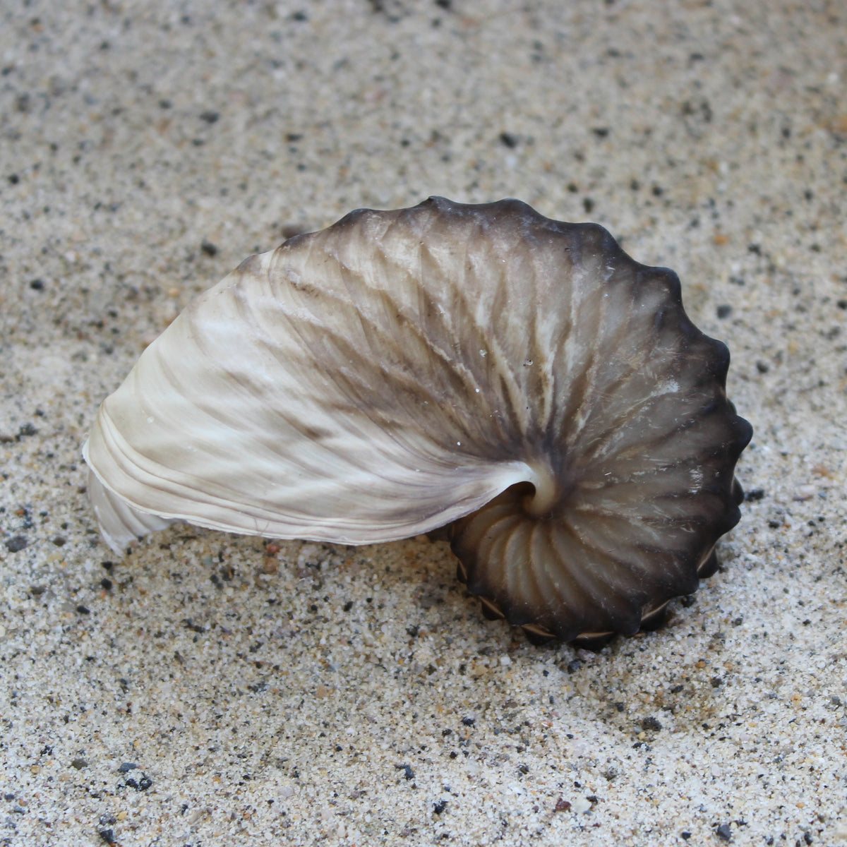 Brown Paper Nautilus 2.5-3"