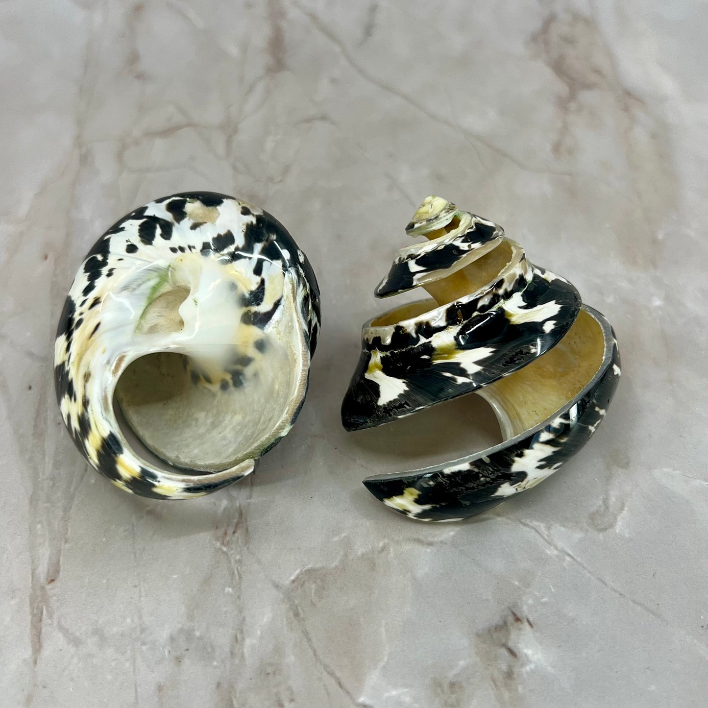 Magpie Spiral Cut 2-2.5"