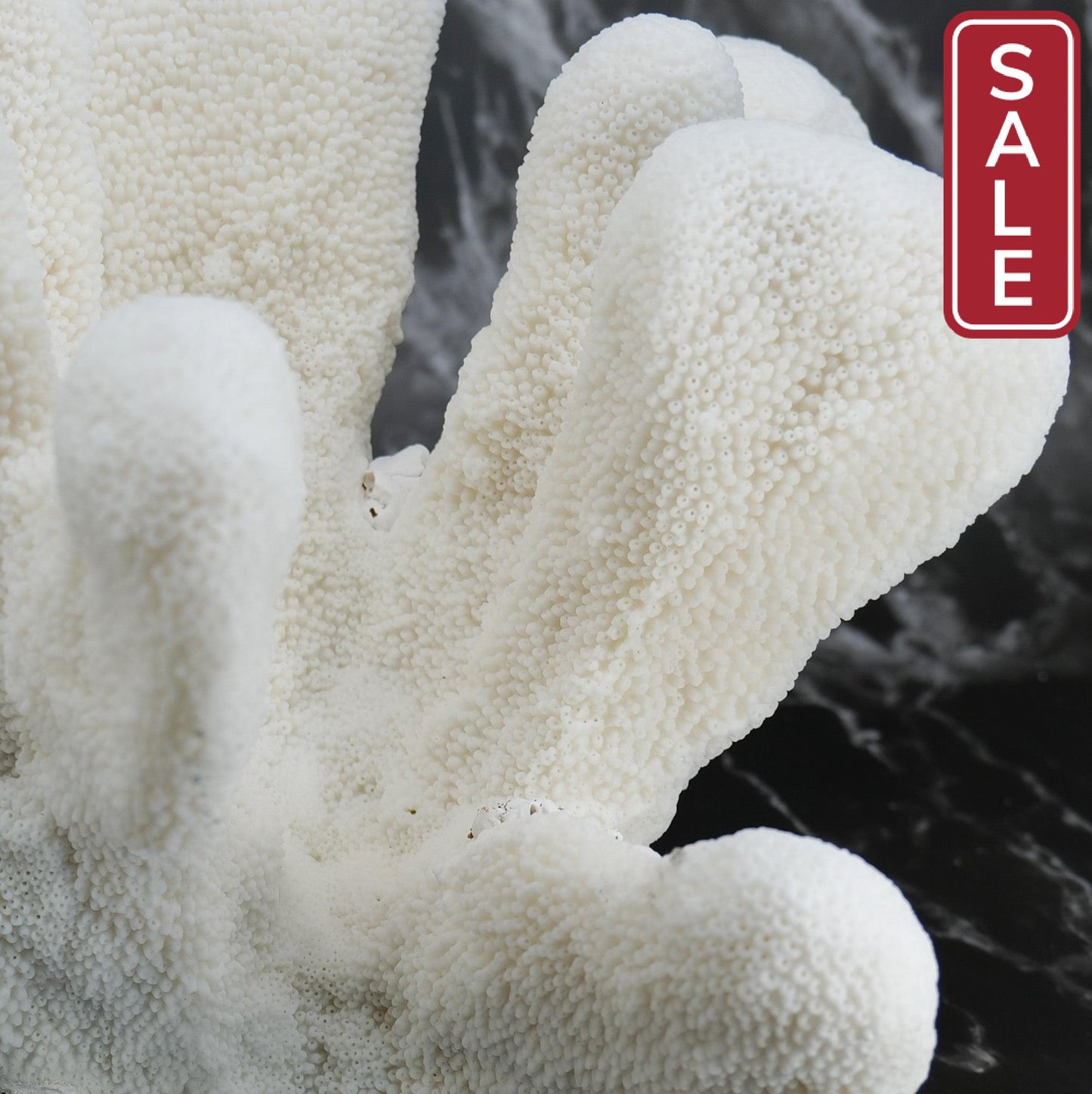 Catspaw Coral 12-14"