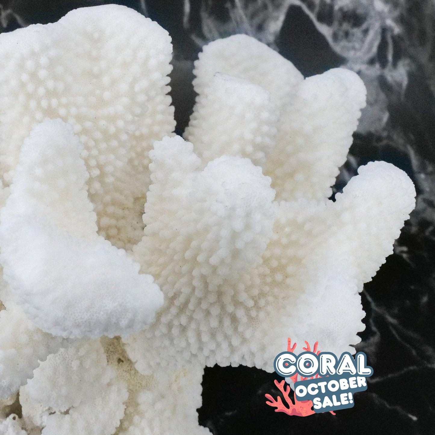 Cauliflower Coral 10-12"